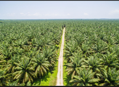 KBLI Kebun Sawit: Kode Usaha untuk Perkebunan Kelapa Sawit
